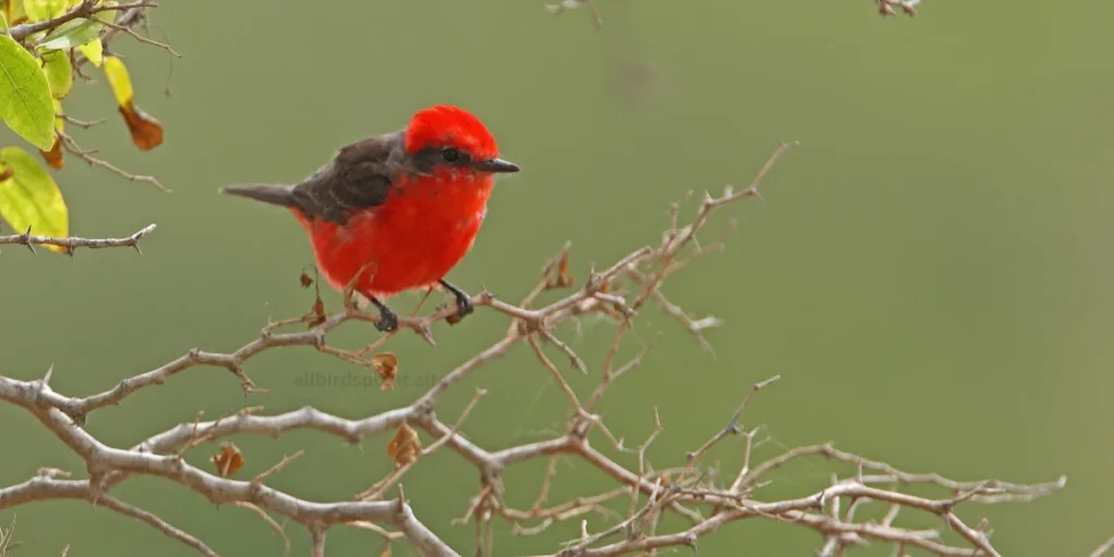 Vermilion Flycatcher