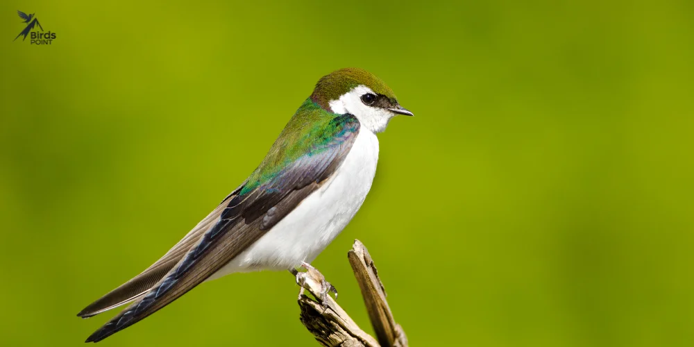 Violet-green Swallow