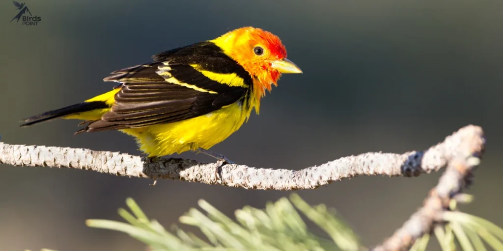 Western Tanager