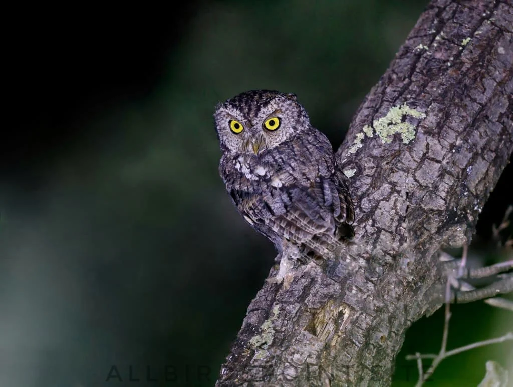 Whiskered Screech Owl