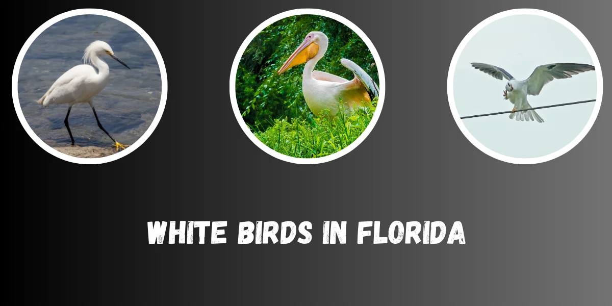 White Birds in Florida