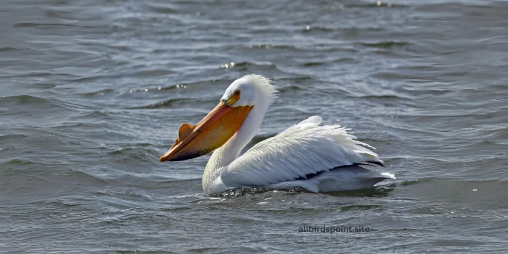 White Pelican