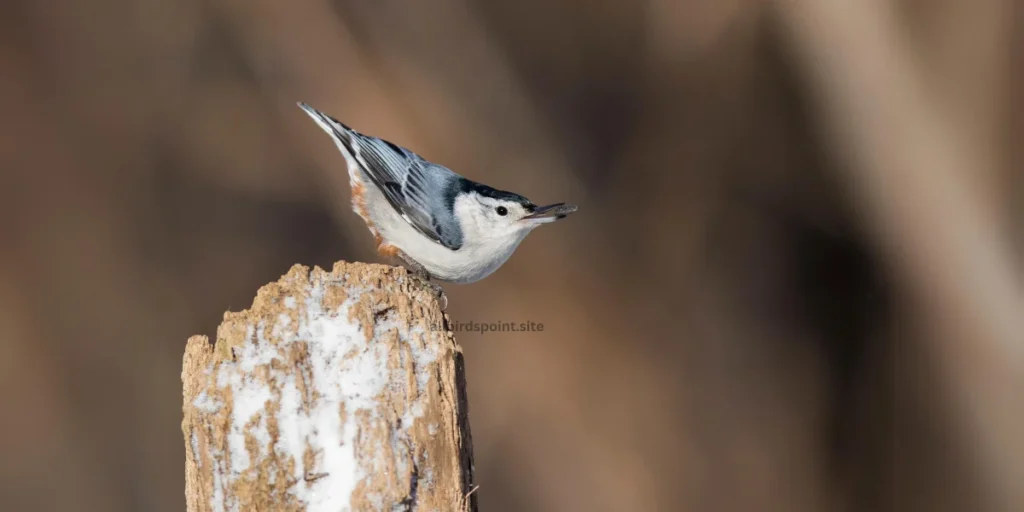 White-breasted Nuthatch