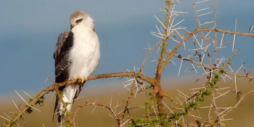 White-tailed Kite