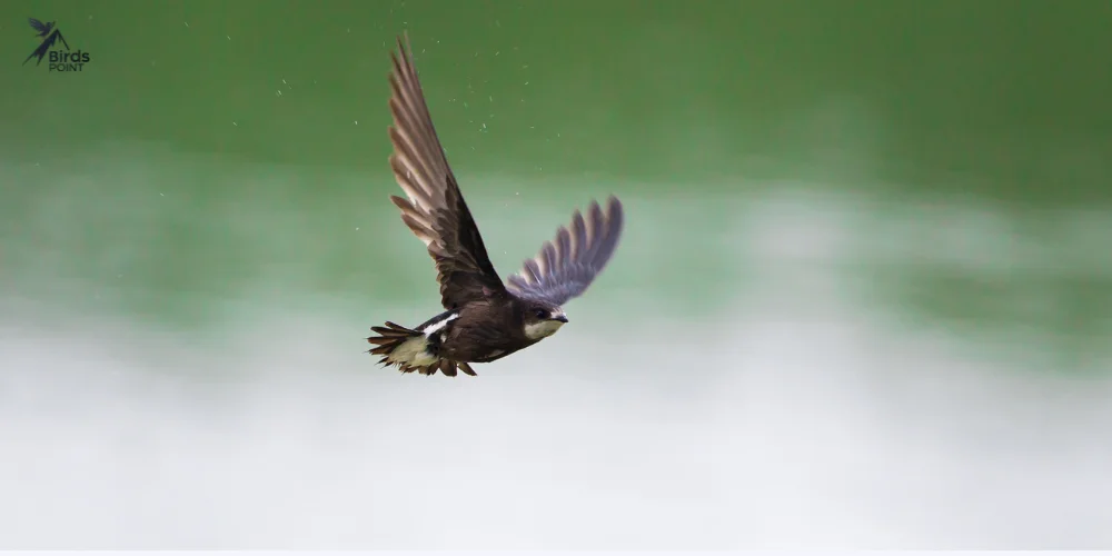 White-throated Needletail