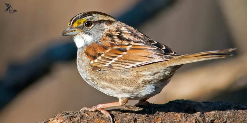 White-throated Sparrow