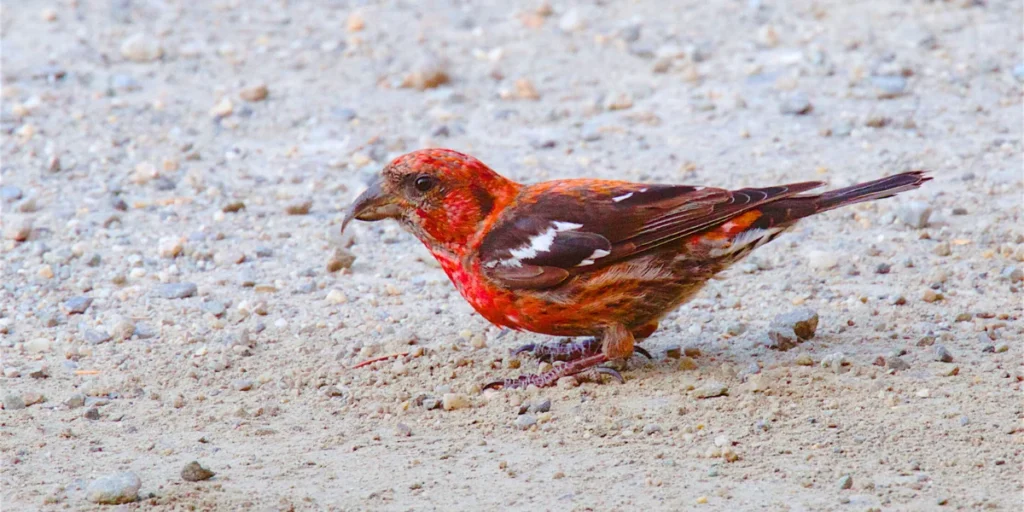 White-winged Crossbill