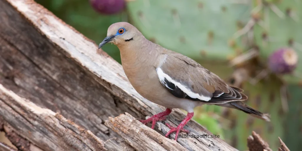 White-winged Dove