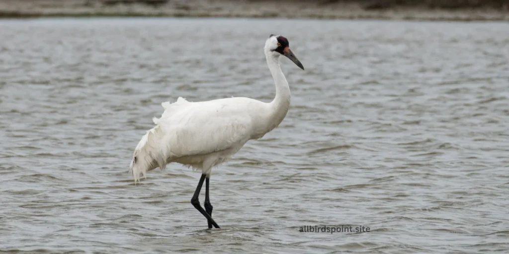 Whooping Crane