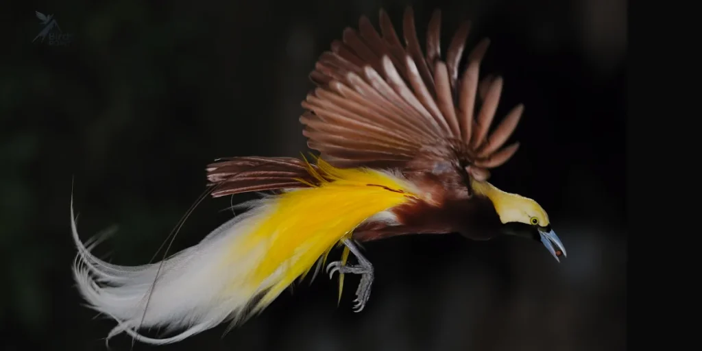 Wilson's Bird-of-Paradise