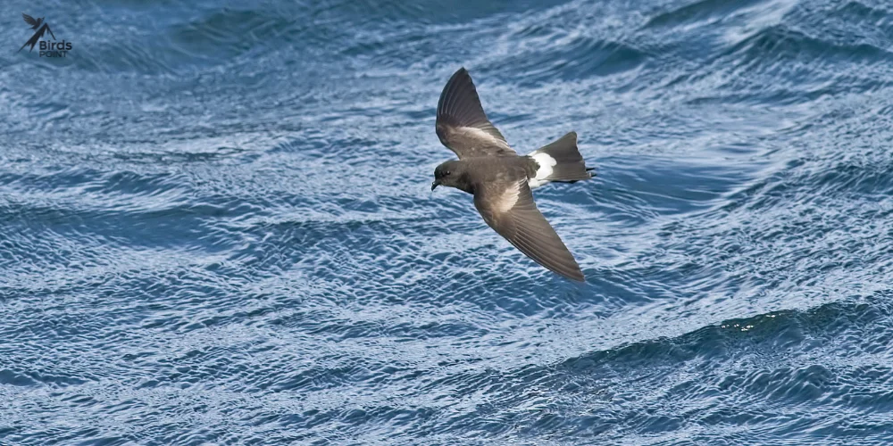 Wilson's Storm-Petrel