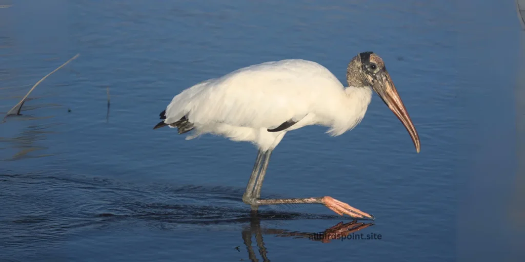 Wood Stork