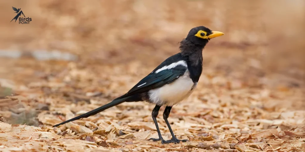 Yellow-Billed Magpie