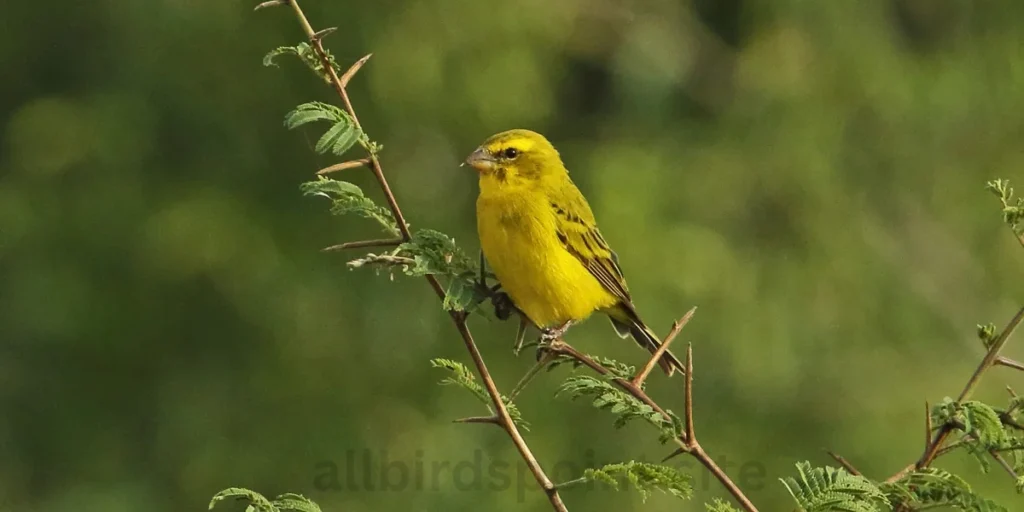 Yellow-fronted Canary