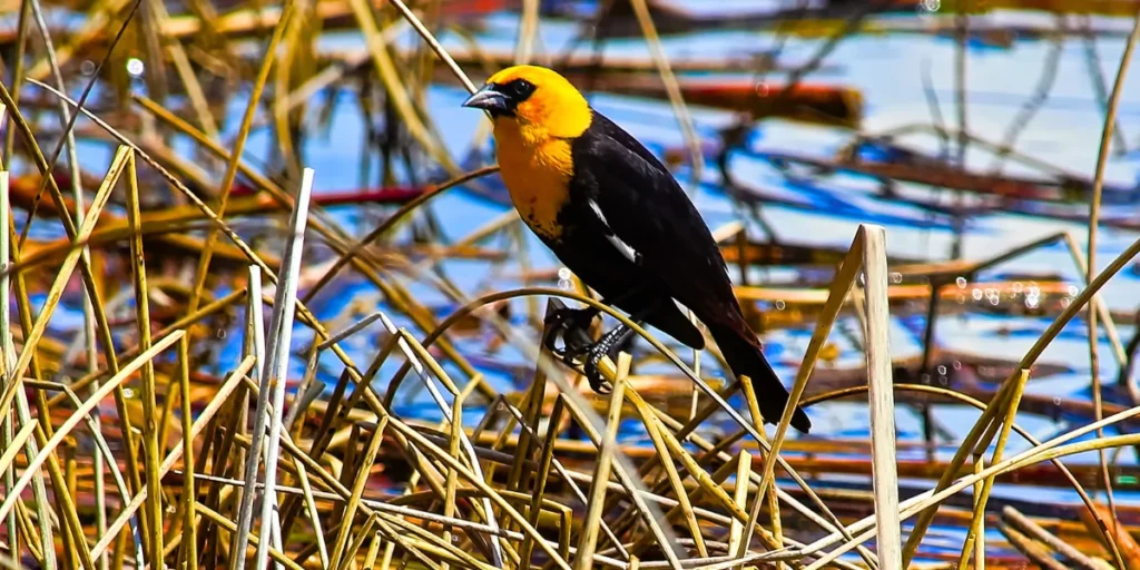 Yellow-headed Blackbird