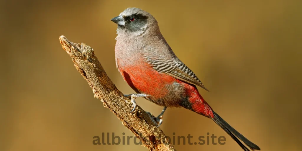 Zebra Waxbill