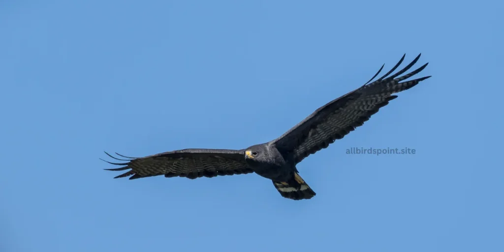 Zone-tailed Hawk A Master of Disguise in Georgia’s Skies