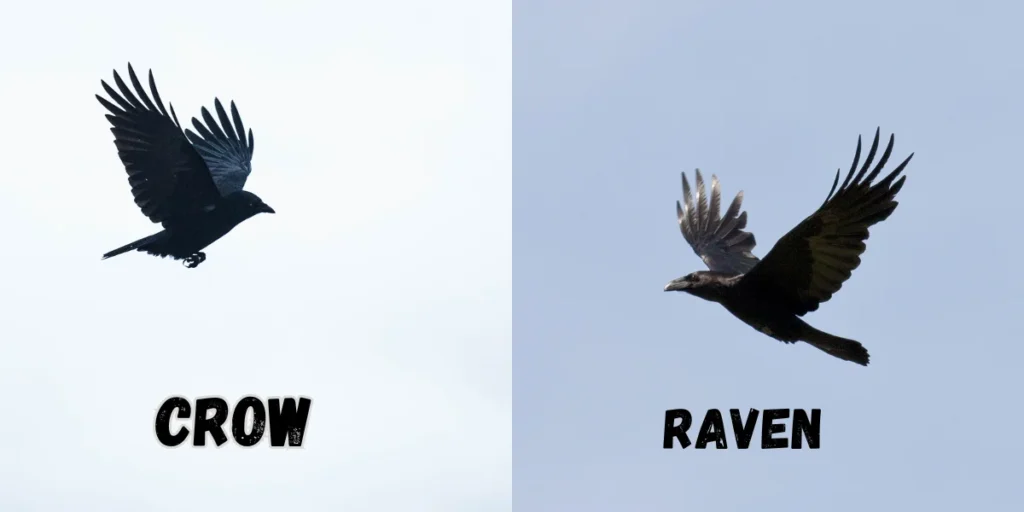 Difference between crow and raven