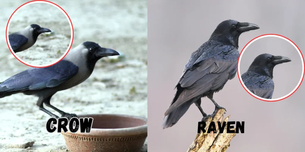 crow and raven beaks