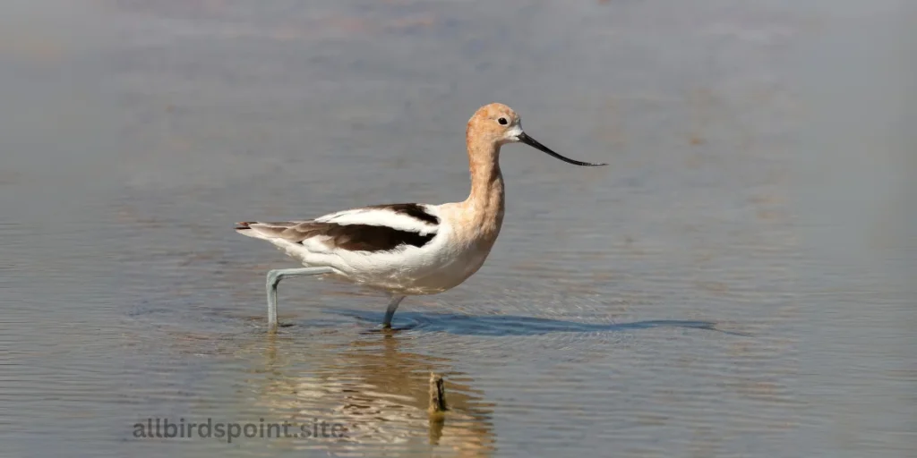 American Avocet