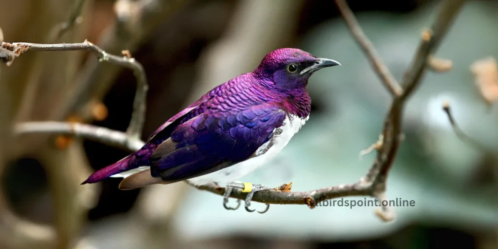 Amethyst Starling