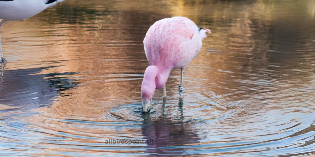 Andean Flamingo