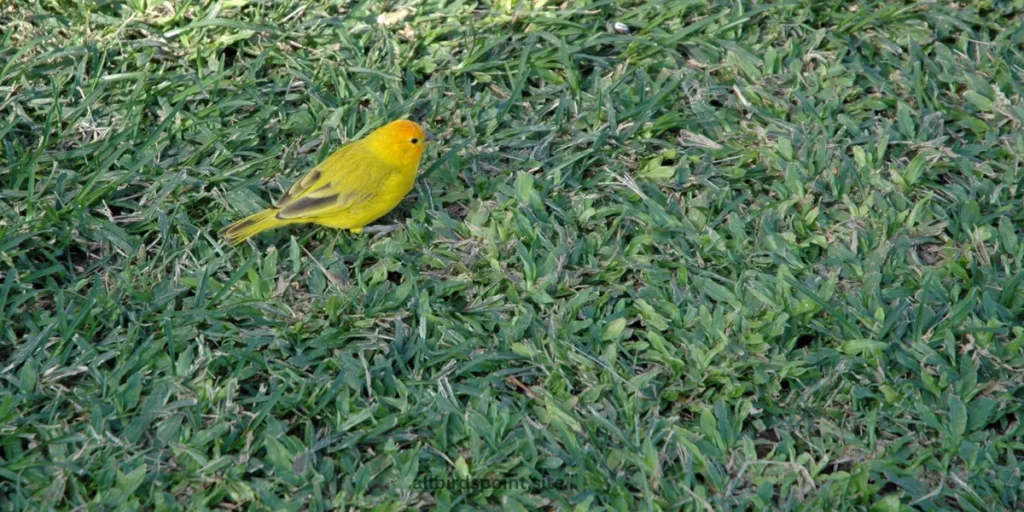 Anianiau (Smallest Hawaiian Honeycreeper)