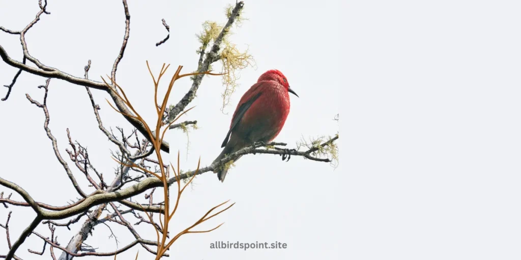 Apapane (Hawaiian Honeycreeper)