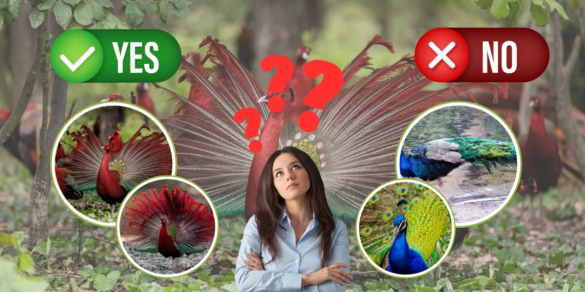 Are Red Peacocks Real or Fake