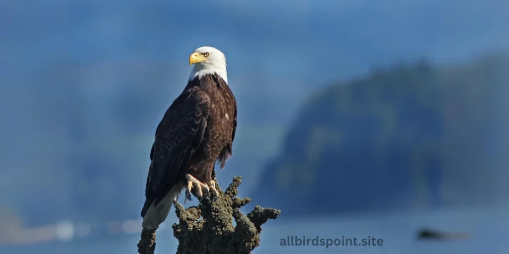 Bald Eagle (Haliaeetus leucocephalus)