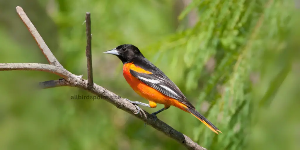 Baltimore Oriole