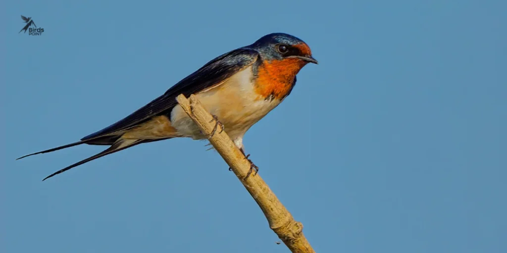 Barn Swallow