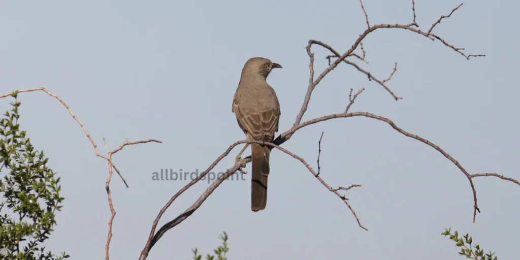 Bendire’s Thrasher