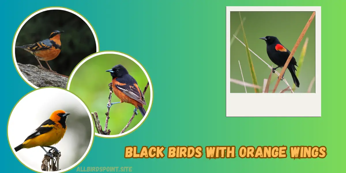 Black Birds With Orange Wings