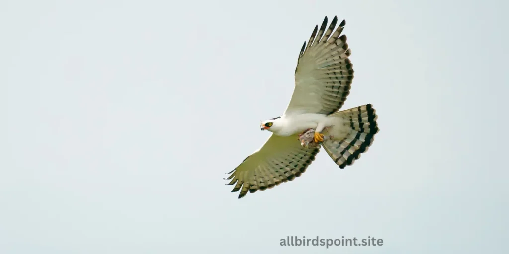 Black-and-white Hawk-Eagle