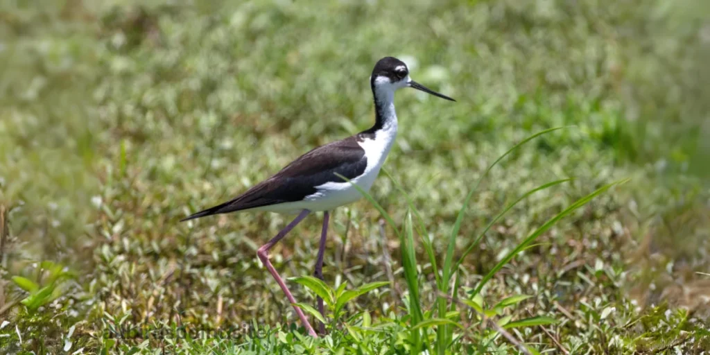 Black-necked Stilt