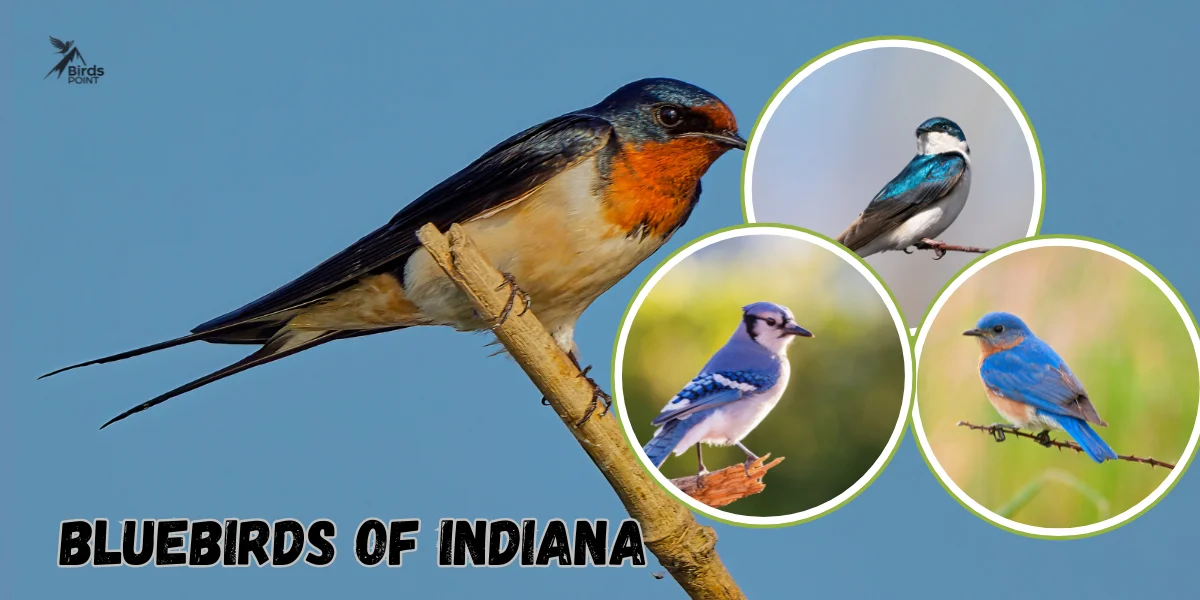 top 5 Bluebirds of Indiana