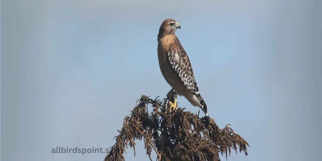 Broad-Winged Hawk