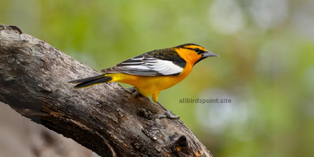 Bullock’s Oriole