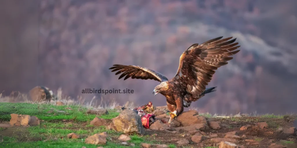 California Golden Eagle flying