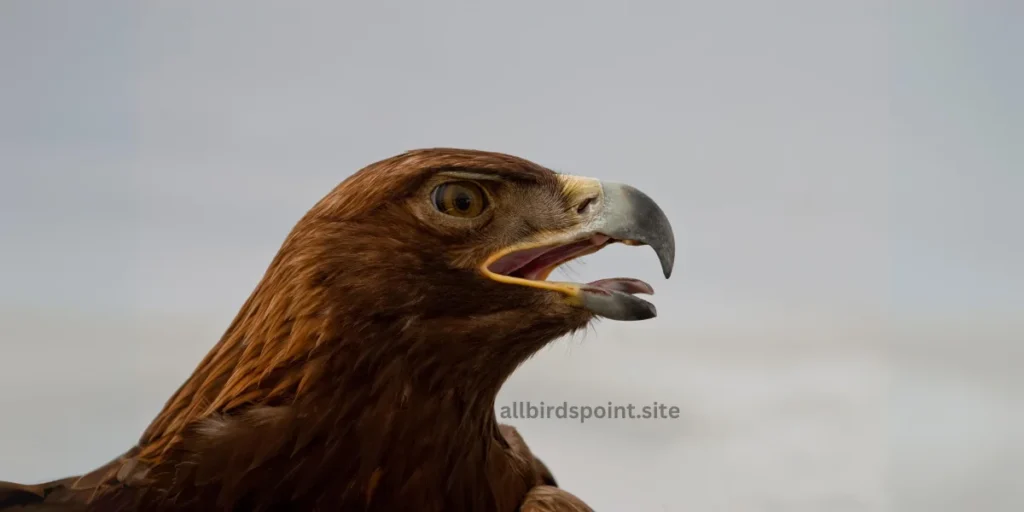 California Golden Eagle pic