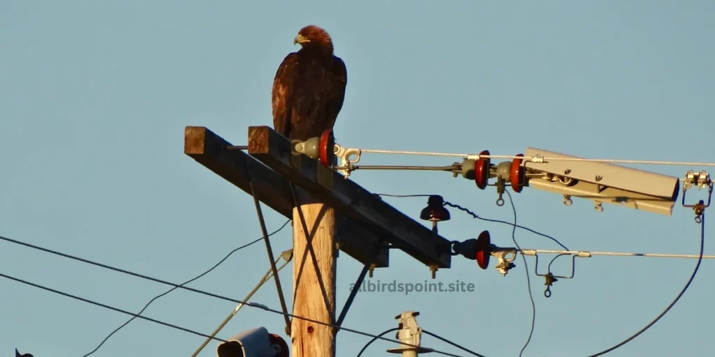 California Golden Eagle sitting