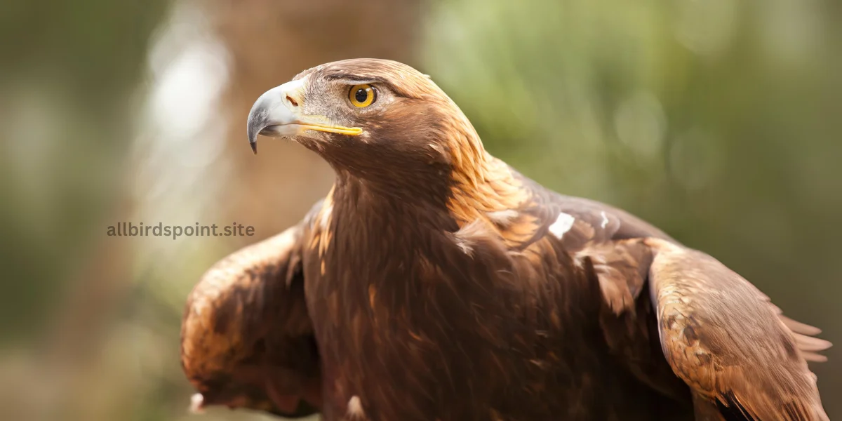 California Golden Eagle