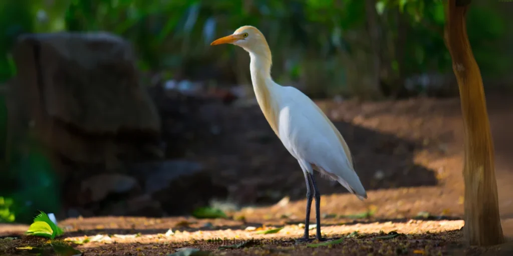 Cattle Egret