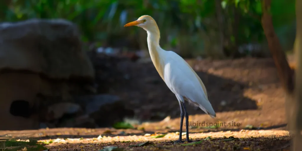 Cattle Egret