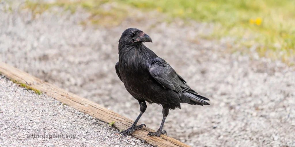 Common Raven 