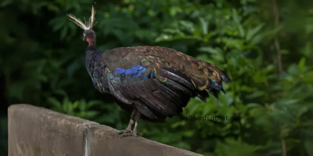 Congo Peafowl 