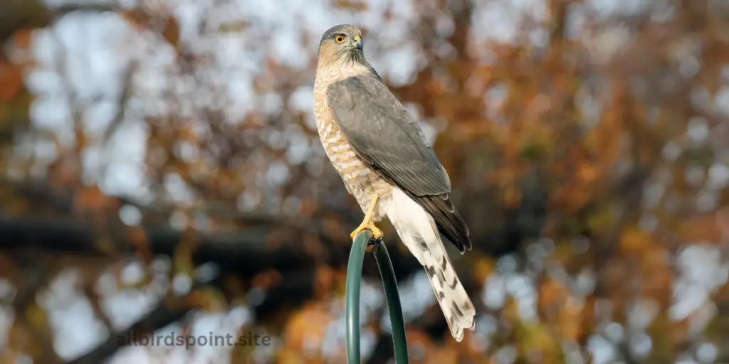 Cooper’s Hawk