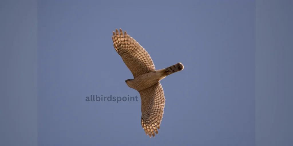 Cooper’s Hawk 