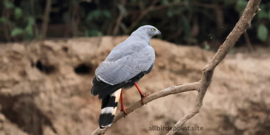 Crane Hawk